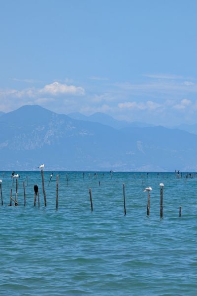 Holzbohlen, die aus einem See rausschauen, auf denen Möwen und andere Vögel sitzen, im Hintergrund Berge