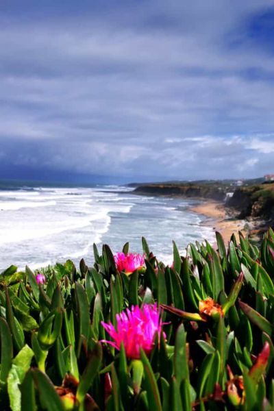 Blick auf Atlantikküste bei Ericheira in Portugal, im Vordergrund 2 pinke Blumen, im Hintergrund der Ozean und dunkle Wolken am Himmel