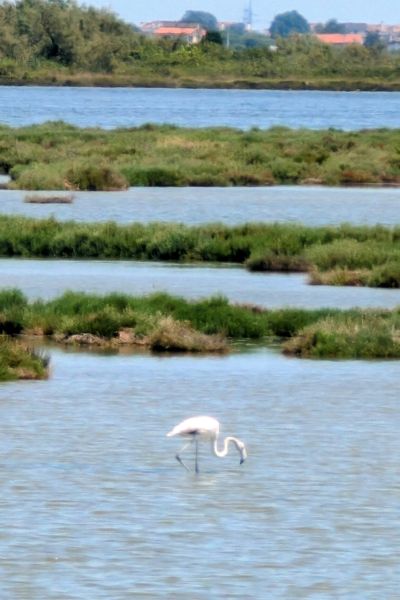 einzelner weißer Flamingo in Lagune vor Venedig