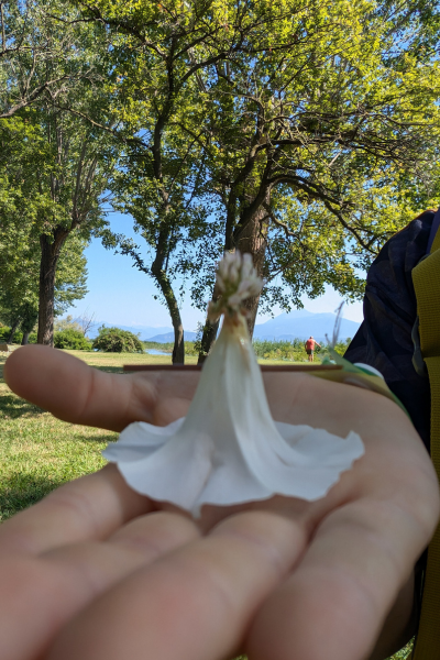 Blüte die aussieht wie eine tänzerin auf Hand, im Hintergrund großer Baum